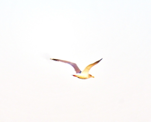 Vega Gull (Larus vegae), photo 4