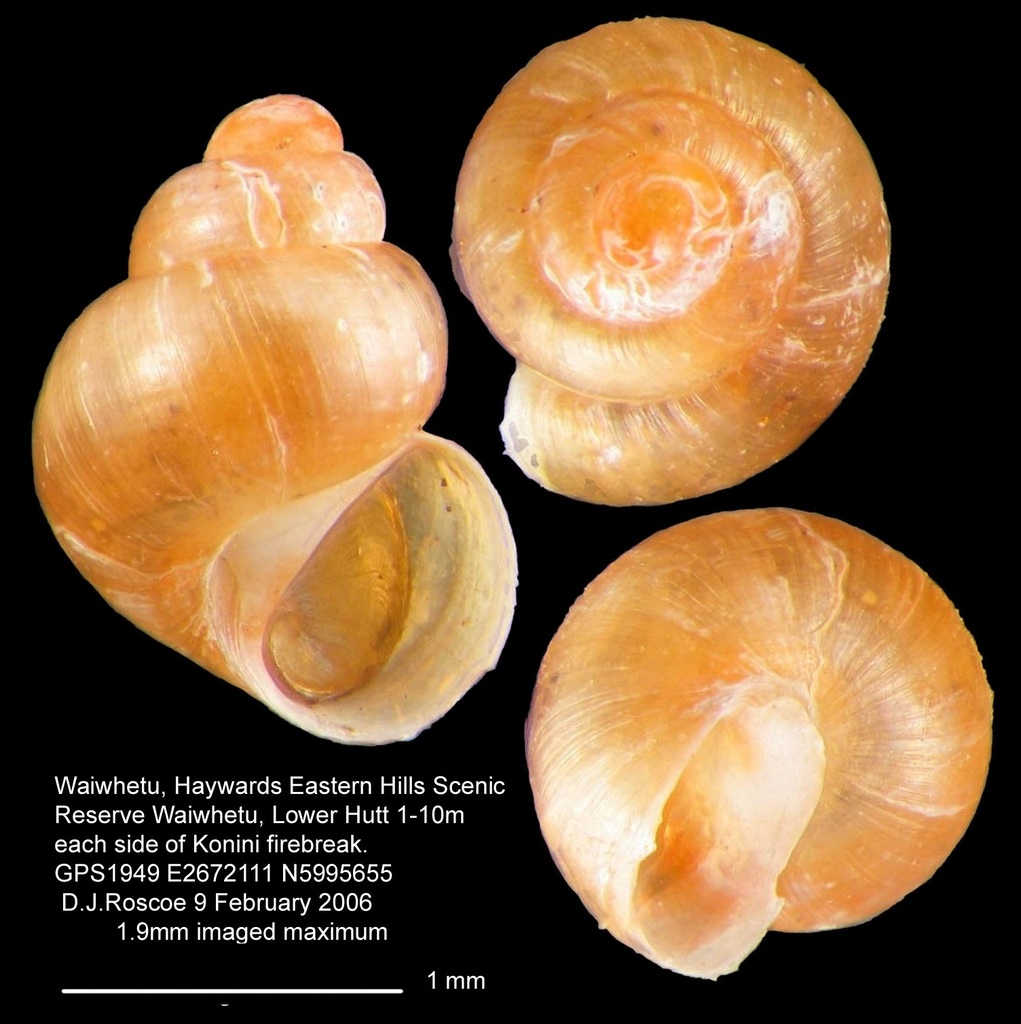Hydrocenoidea