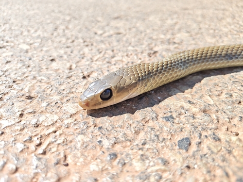 Indo-Chinese Rat Snake