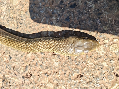 Indo-Chinese Rat Snake