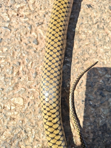 Indo-Chinese Rat Snake