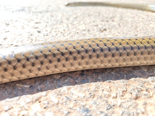 Indo-Chinese Rat Snake