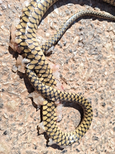 Indo-Chinese Rat Snake