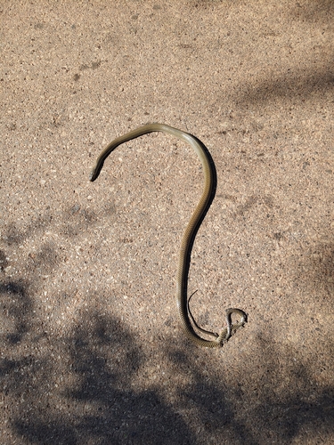 Indo-Chinese Rat Snake
