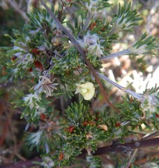 Phyllota pleurandroides