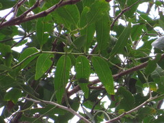 Alectryon ramiflorus