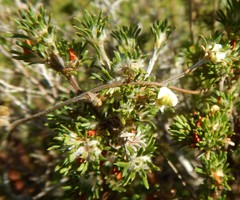 Phyllota pleurandroides