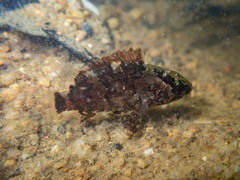 Bornean Leaffish photo 5