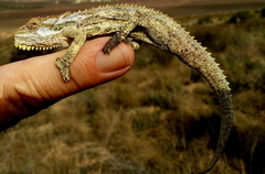 Bradypodion gutturale