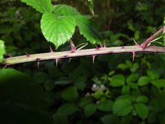 Rubus elegantispinosus