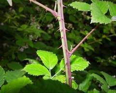 Rubus elegantispinosus