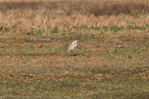 iNaturalist: (c) Nicola, some rights reserved (CC BY-NC), uploaded by Nicola iNaturalist image