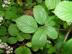 Rubus elegantispinosus