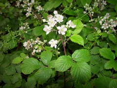 Rubus elegantispinosus