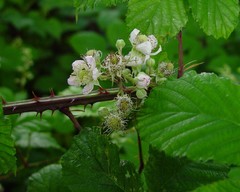 Rubus elegantispinosus