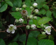 Rubus elegantispinosus