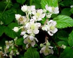 Rubus elegantispinosus