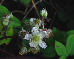 Rubus elegantispinosus
