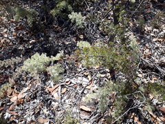 Petrophile divaricata