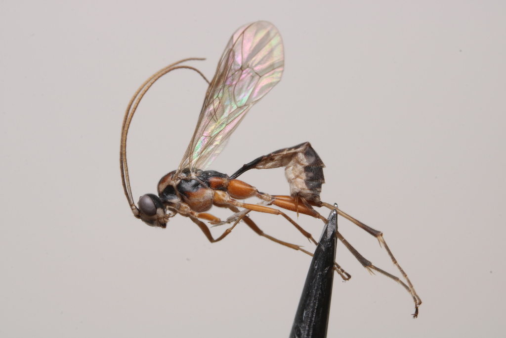 Mesoleptidea cingulata
