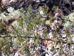 Petrophile divaricata