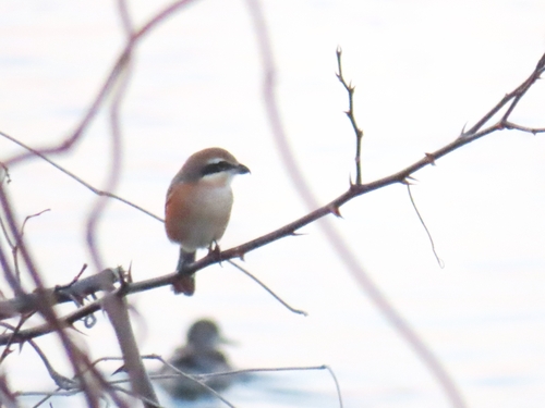 Bull-headed Shrike (Lanius bucephalus), photo 5