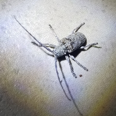 Crossotus stypticus
