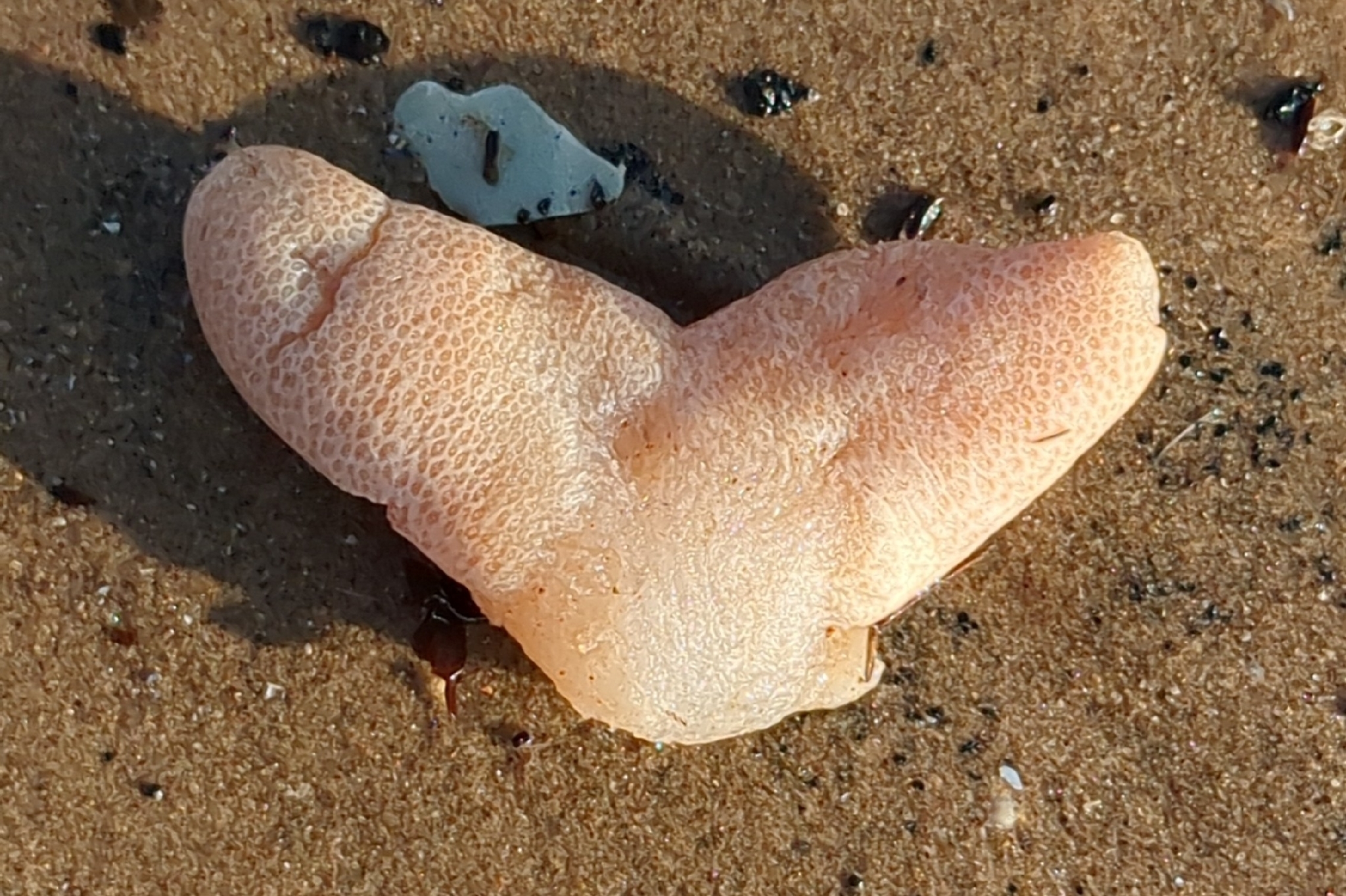 Alcyonium digitatum Linnaeus, 1758