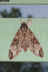 Psilogramma discistriga