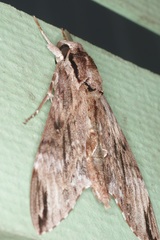 Psilogramma discistriga