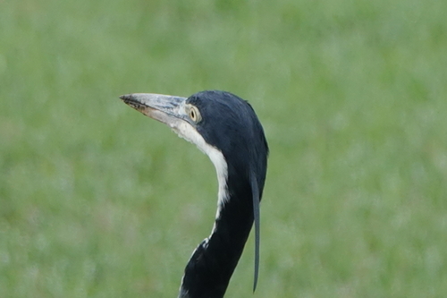 iNaturalist: (c) Tellu, some rights reserved (CC BY-NC), uploaded by Tellu iNaturalist image