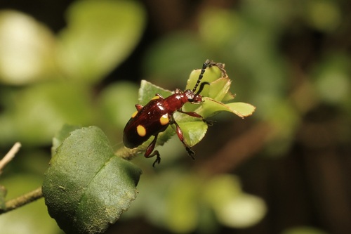 Lilioceris miwai, 2025-04-30