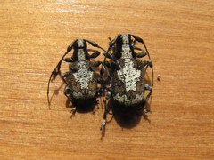 Caciomorpha palliata