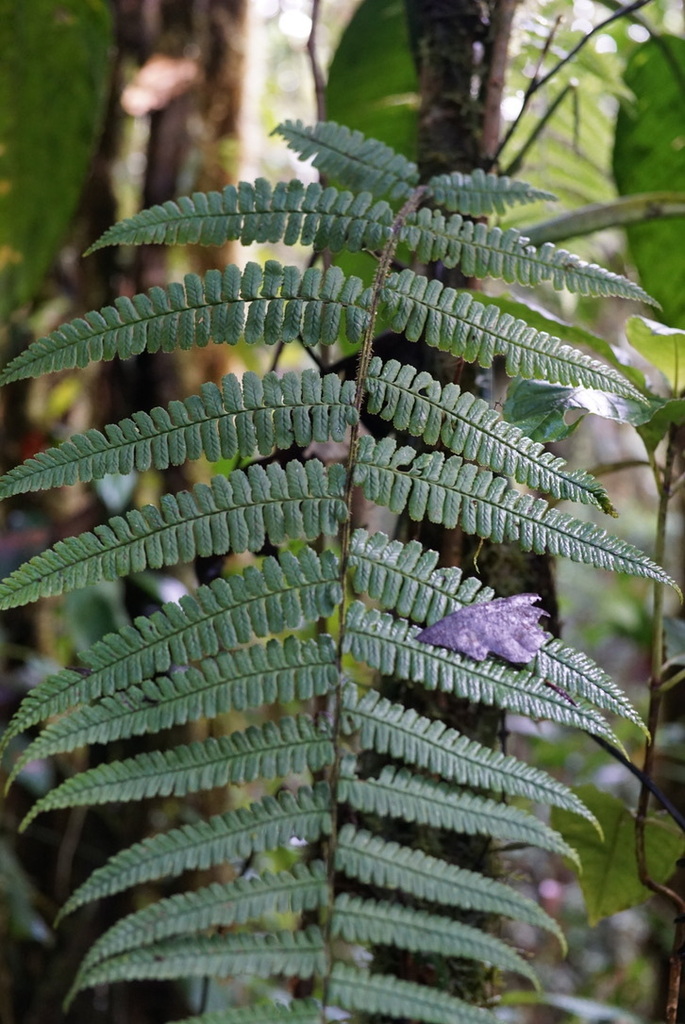 Dennstaedtia vagans