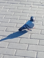 Columba livia domestica