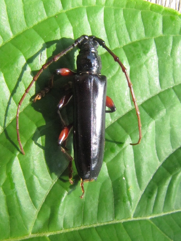 Coleoxestia nitida