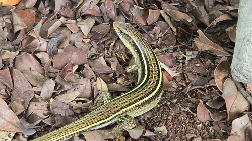 Black-lined Plated Lizard
