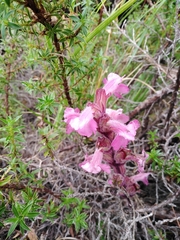Harveya pauciflora