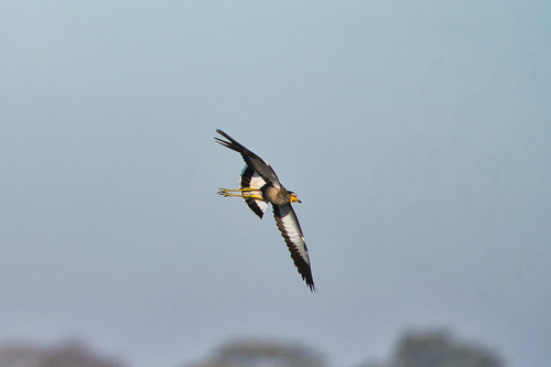 iNaturalist: (c) Nicola, some rights reserved (CC BY-NC), uploaded by Nicola iNaturalist image