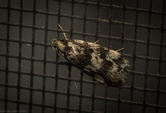 Barea eucapnodes