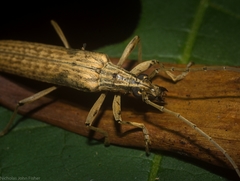 Uracanthus cryptophagus