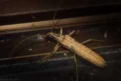 Uracanthus cryptophagus