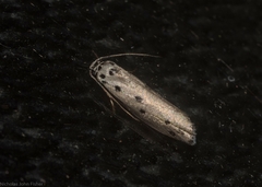 Ethmia heptasema