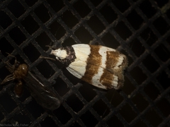 Eulechria triferella