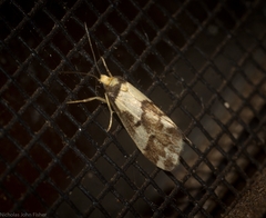 Philenora chionastis