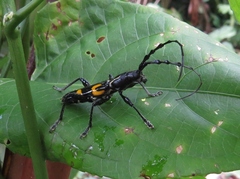 Platyarthron chilense