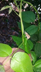 Leptopius nodicollis