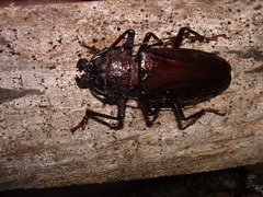 Mallodonopsis mexicanus