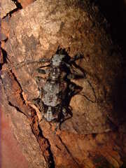 Steirastoma senex