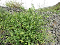 Cynoglossum divaricatum